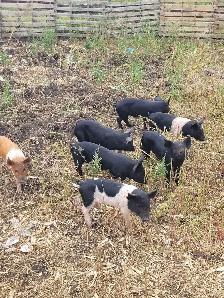 piglets for sale! - Photo 3