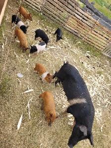 piglets for sale! - Photo 4