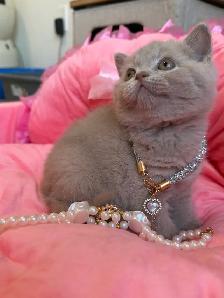 Purebreed British shorthair kittens for sale - Photo 7