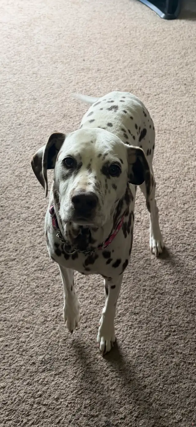 Senior Dalmatian