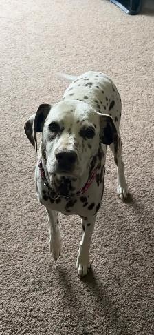 Senior Dalmatian
