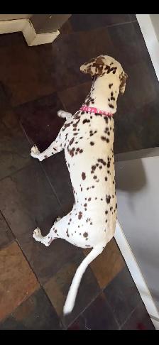 Senior Dalmatian - Photo 2