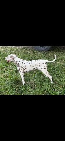 Senior Dalmatian - Photo 3