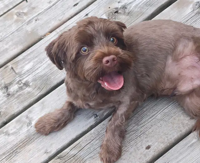 Chocolate Yorkie For Sale! Needs a new home ASAP!