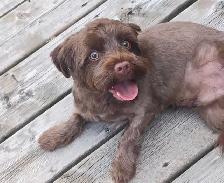Chocolate Yorkie For Sale! Needs a new home ASAP!