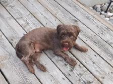 Chocolate Yorkie For Sale! Needs a new home ASAP! - Photo 2