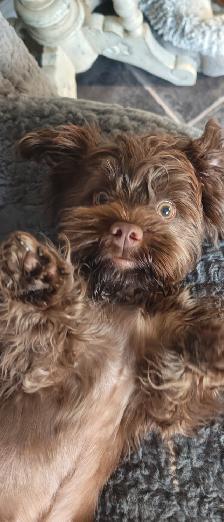Chocolate Yorkie For Sale! Needs a new home ASAP! - Photo 3