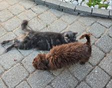Chocolate Yorkie For Sale! Needs a new home ASAP! - Photo 4
