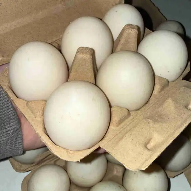 Fresh Duck Eggs – West Nipissing / Sturgeon Falls
