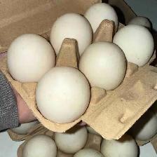 Fresh Duck Eggs – West Nipissing / Sturgeon Falls