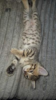 CHATONS SAVANNAH MÂLES ET FEMELLES - Photo 3