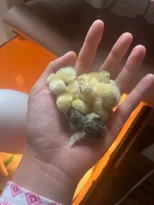 pet button quails - Photo 2