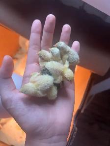 pet button quails - Photo 4