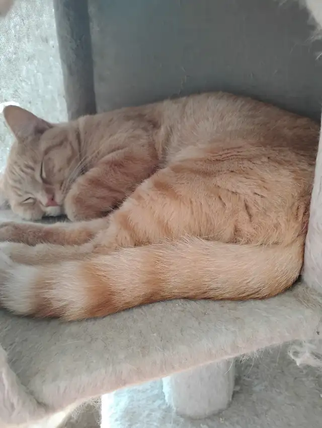 Male Adult Cats for Rehoming - Urgent