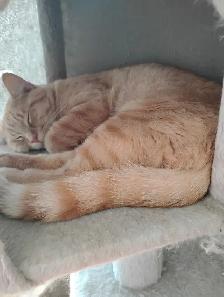 Male Adult Cats for Rehoming - Urgent