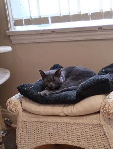 Male Adult Cats for Rehoming - Urgent - Photo 2