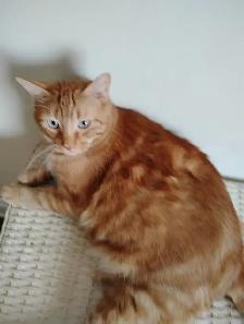 Male Adult Cats for Rehoming - Urgent - Photo 3