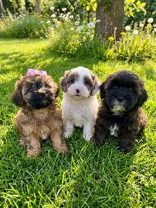 Poodle Mix Puppies