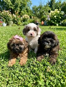Poodle Mix Puppies - Photo 2