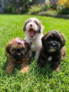 Poodle Mix Puppies - Photo 3