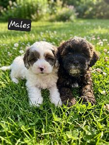 Poodle Mix Puppies - Photo 4
