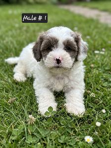 Poodle Mix Puppies - Photo 5