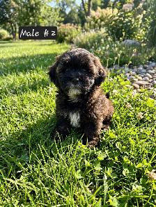 Poodle Mix Puppies - Photo 6