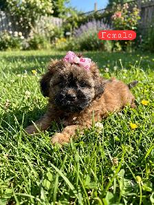 Poodle Mix Puppies - Photo 7