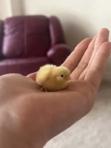 Pet button quails