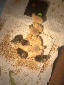 Pet button quails - Photo 3