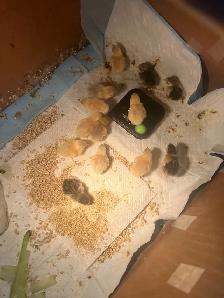 Pet button quails - Photo 5