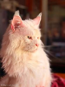 TICA registered maine coon