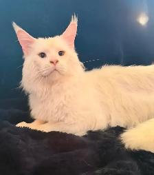 TICA registered maine coon - Photo 2
