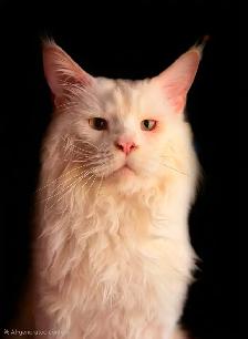 TICA registered maine coon - Photo 3