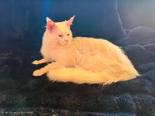 TICA registered maine coon - Photo 4