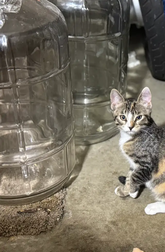 adorable kittens looking for ther forever home!
