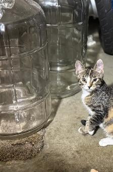 adorable kittens looking for ther forever home!
