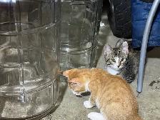 adorable kittens looking for ther forever home! - Photo 2