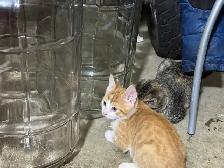 adorable kittens looking for ther forever home! - Photo 3