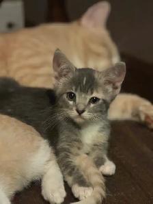adorable kittens looking for ther forever home! - Photo 4