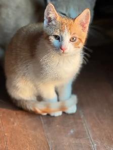 adorable kittens looking for ther forever home! - Photo 6