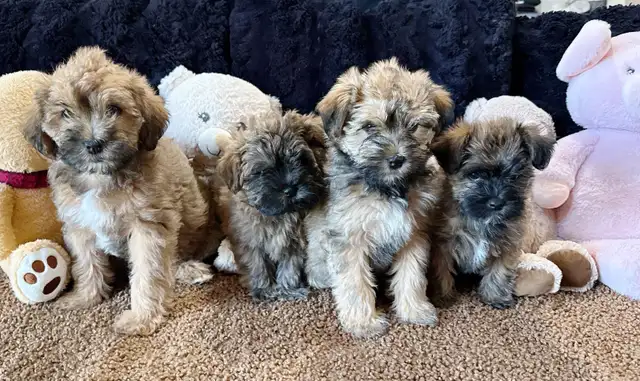 Adorable Shitzu Poodle Mix puppies ready to be rehomed