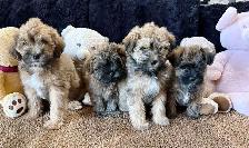 Adorable Shitzu Poodle Mix puppies ready to be rehomed