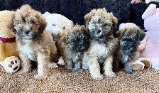 Adorable Shitzu Poodle Mix puppies ready to be rehomed - Photo 2
