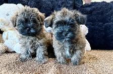 Adorable Shitzu Poodle Mix puppies ready to be rehomed - Photo 3