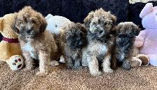 Adorable Shitzu Poodle Mix puppies ready to be rehomed - Photo 4