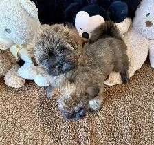 Adorable Shitzu Poodle Mix puppies ready to be rehomed - Photo 5