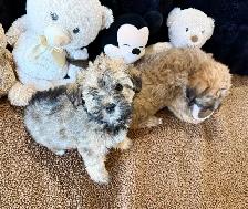 Adorable Shitzu Poodle Mix puppies ready to be rehomed - Photo 6