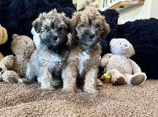 Adorable Shitzu Poodle Mix puppies ready to be rehomed - Photo 7