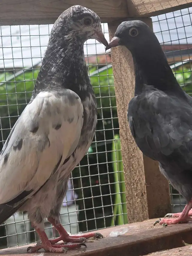 Pakistani pigeon for saIe